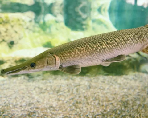 Garfish