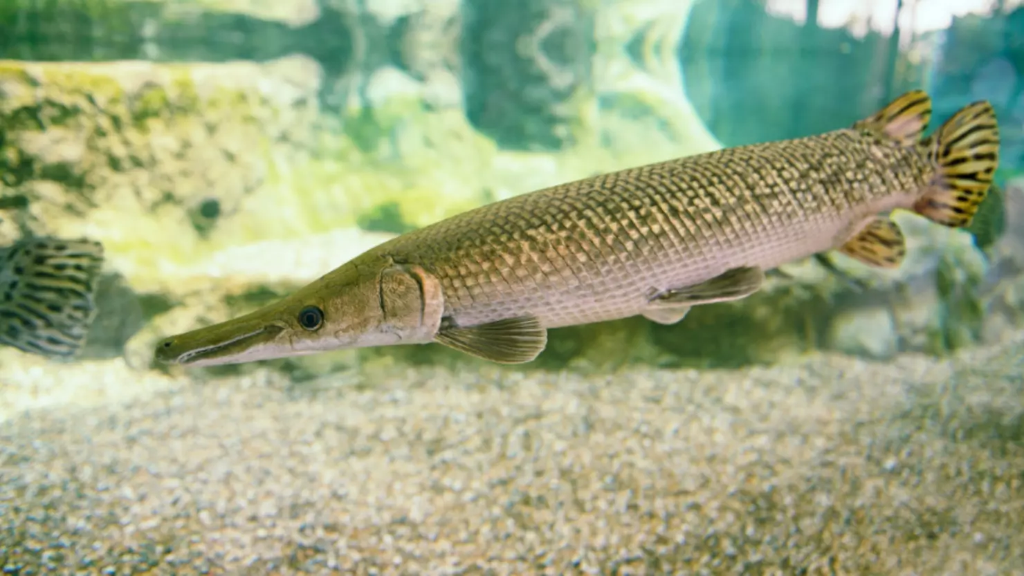 Garfish