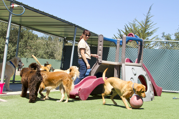 Doggy Daycare Facility