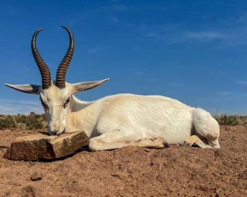 white coza animal