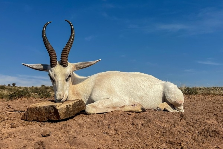 white coza animal